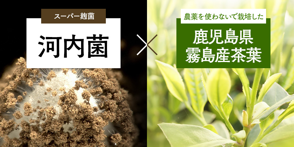 スーパー麹菌 河内菌×無農薬栽培 鹿児島県霧島産茶葉